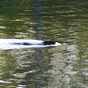 North American Beaver