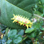 Spiny Oak Slug Caterpillar