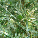 Turtle grass