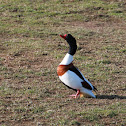 Common Shelduck