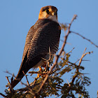 Red-necked Falcon