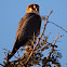 Red-necked Falcon