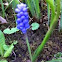 Grape Hyacinth (hrušica)