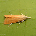 Yellow Stem Borer