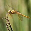Globe Skimmer