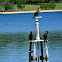 Double-crested Cormorant