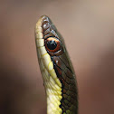 Neotropical racer