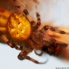 Four-spot orb-weaver