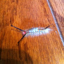 White Marked Tussock Moth