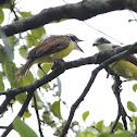 Social Flycatcher