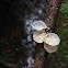 Marasmiellus candidus