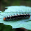 Tussock Moth Caterpillar