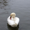 Mute Swan