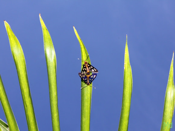 Spotting Image 1