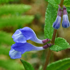 Marsh Skullcap