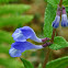 Marsh Skullcap