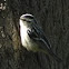 Black and White Warbler