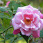 Pink rose