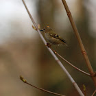 Goldcrest - Králíček obecný