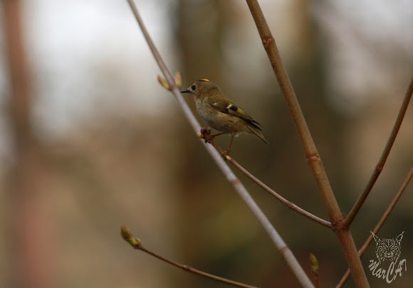Spotting Image 1