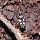 Bordered plant bug