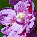 Hibiskus