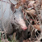 Nine-Banded Armadillo