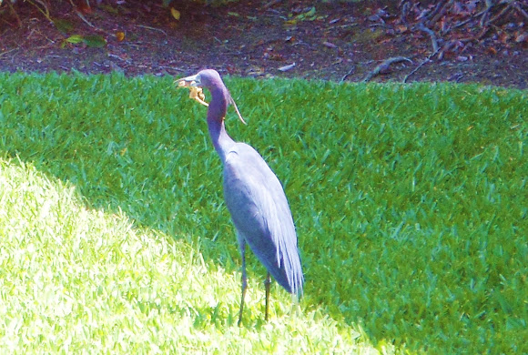 Spotting Image 1