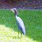 Little Blue Heron (eating a cuban brown anole)