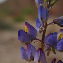 Mojave Lupine