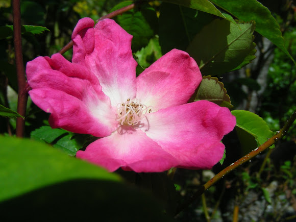 Spotting Image 1
