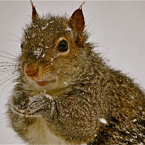 by Diana Margan - Animals Other Mammals