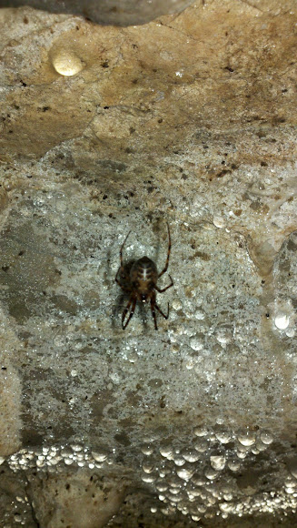 Spotting Image 1
