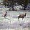 elk