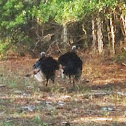 Wild Turkey