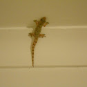 Tropical House Gecko