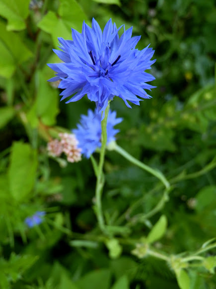 Spotting Image 1