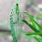 Green Lacewing