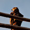 Cod Eagle
