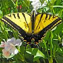 Two-tailed Swallowtail