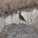 Killdeer