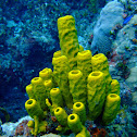 Yellow Tube Sponge