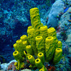 Yellow Tube Sponge