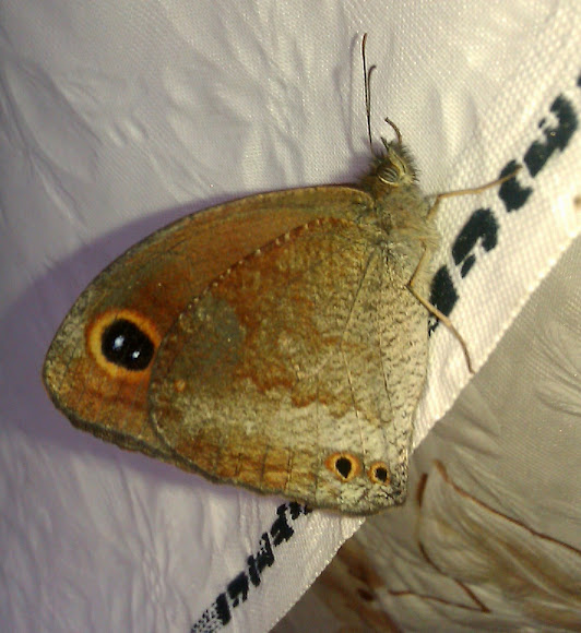 Spotting Image 1