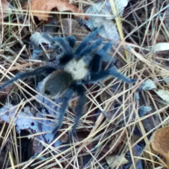 Spotting Image 1