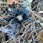 Tarantula