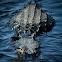 American Alligator