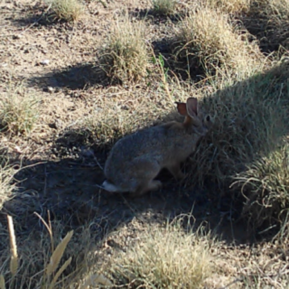 Spotting Image 1