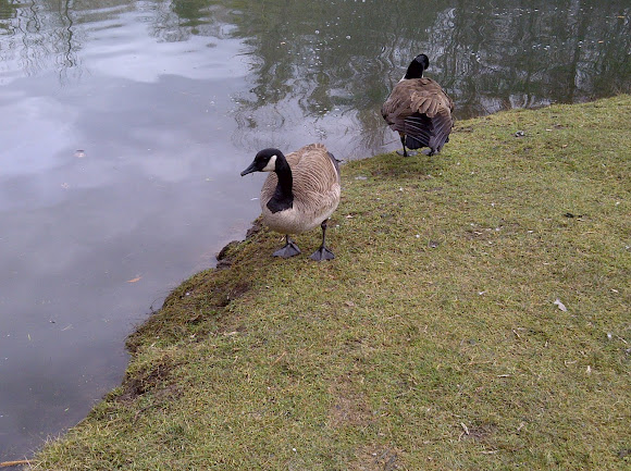 Spotting Image 1