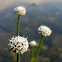 Pipewort